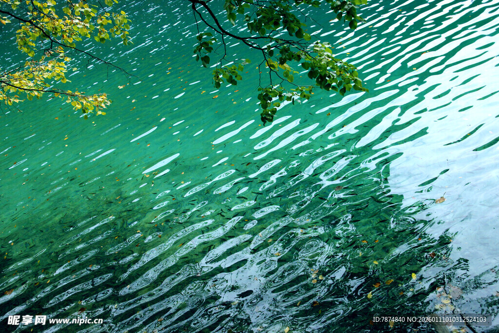 碧波荡漾间的翠绿景致
