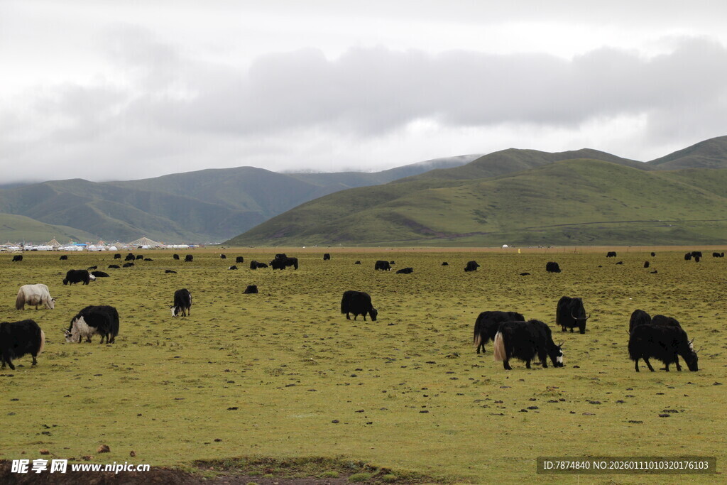 草原上的牛群悠然吃草