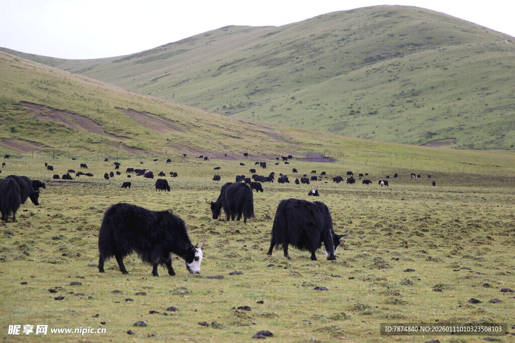 草原上的牦牛群