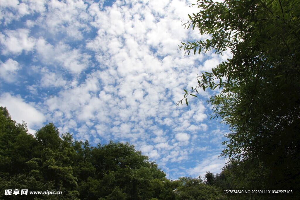 林间蓝天 白云悠悠