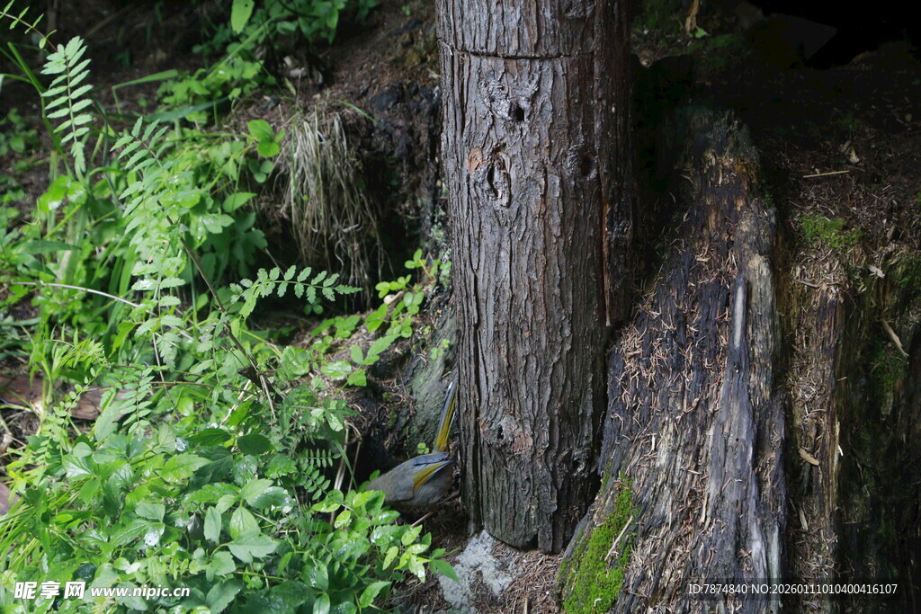 老树根部的自然绿意