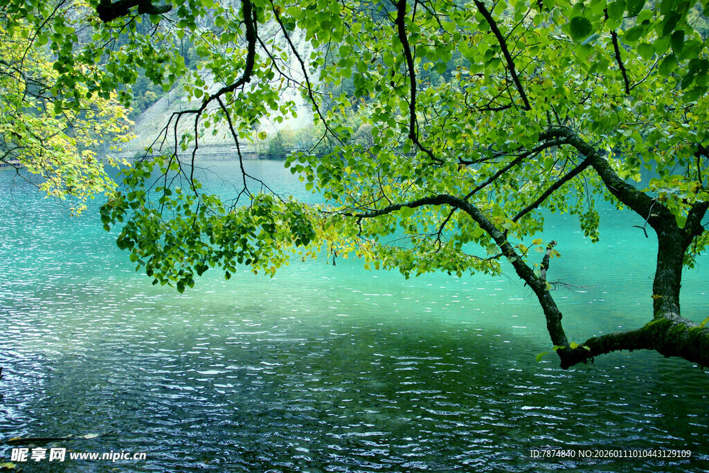 翠绿枝叶下的幽蓝湖水