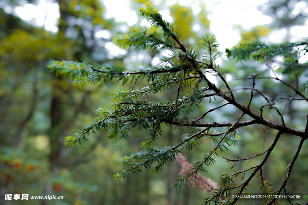 翠绿松枝 展现自然生机