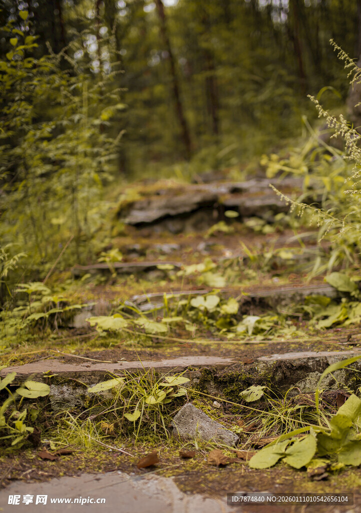 林间石阶 绿意盎然的小径