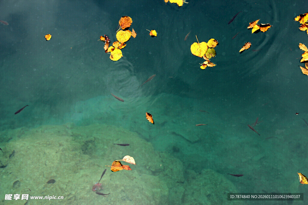 水下多彩金鱼悠游画面