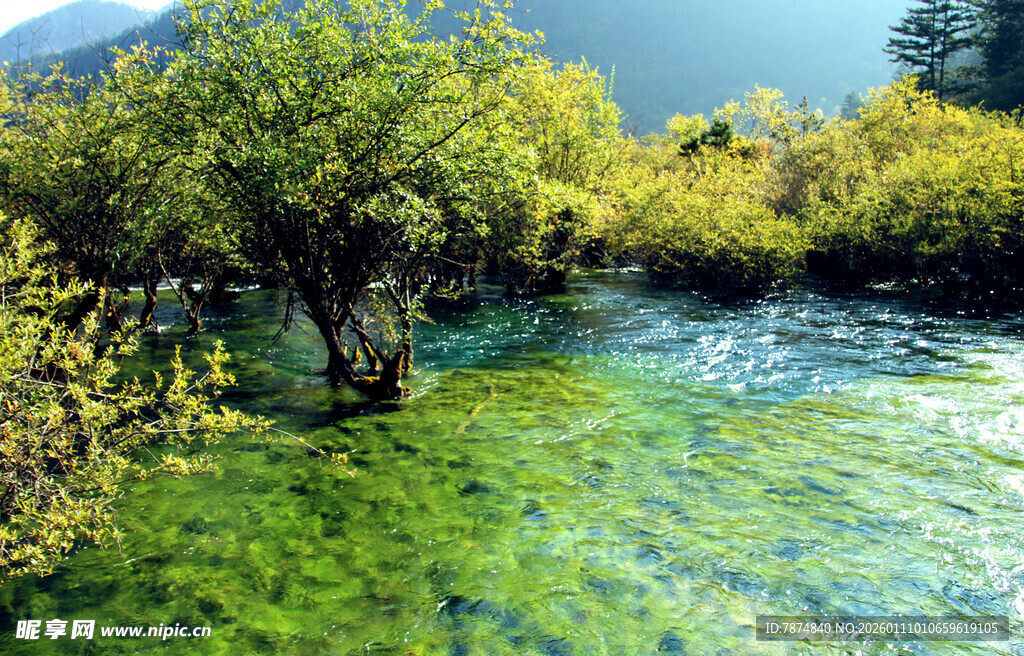 清澈溪流旁的葱郁景致