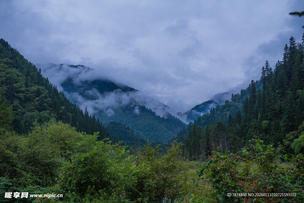 云雾缭绕的山林美景