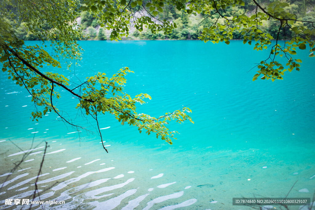 蓝湖美景 枝叶低垂