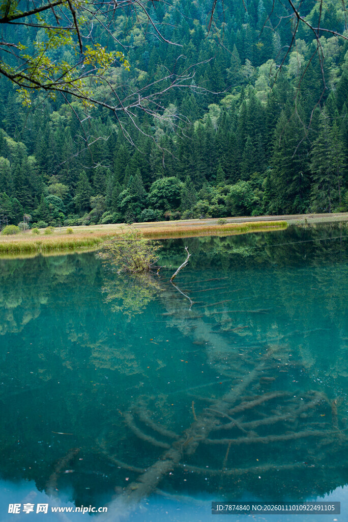 清澈湖底的枯木景观