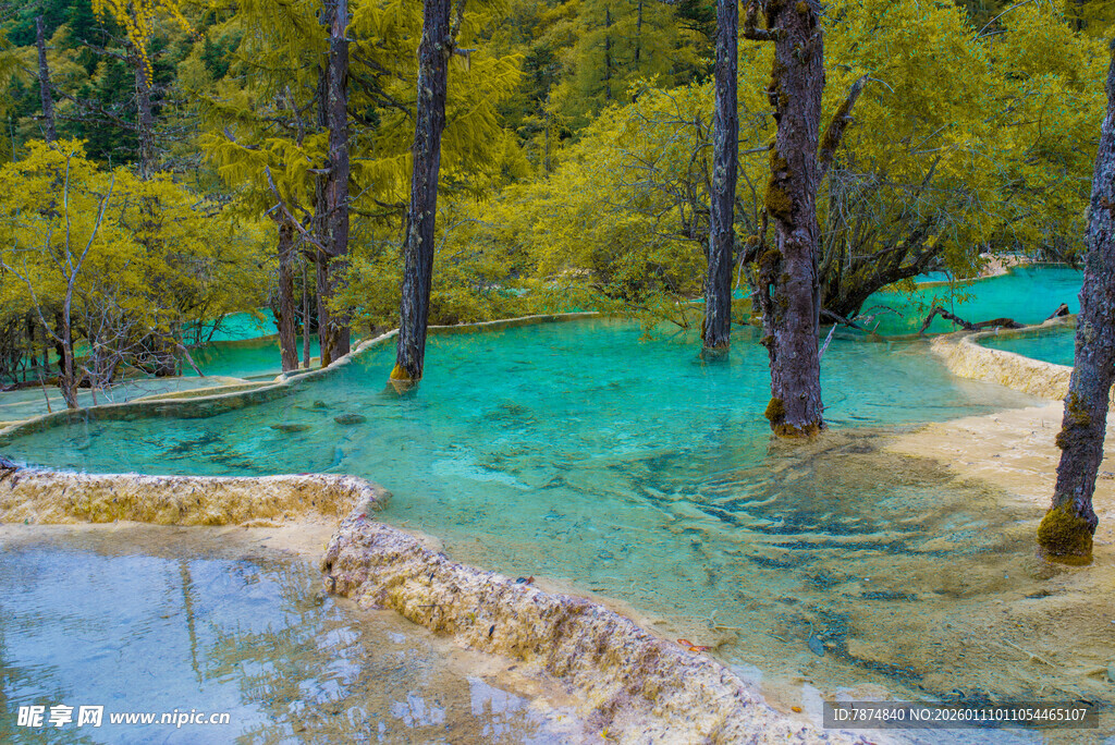 梦幻蓝绿森林中的清澈水域
