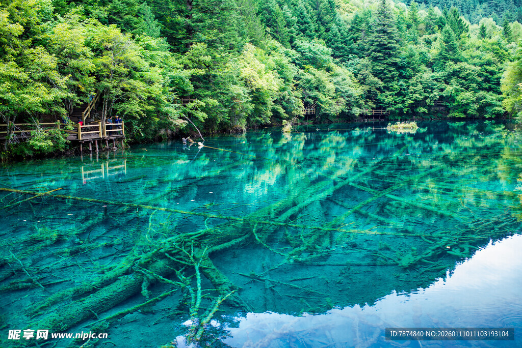 清澈碧绿的森林湖泊美景