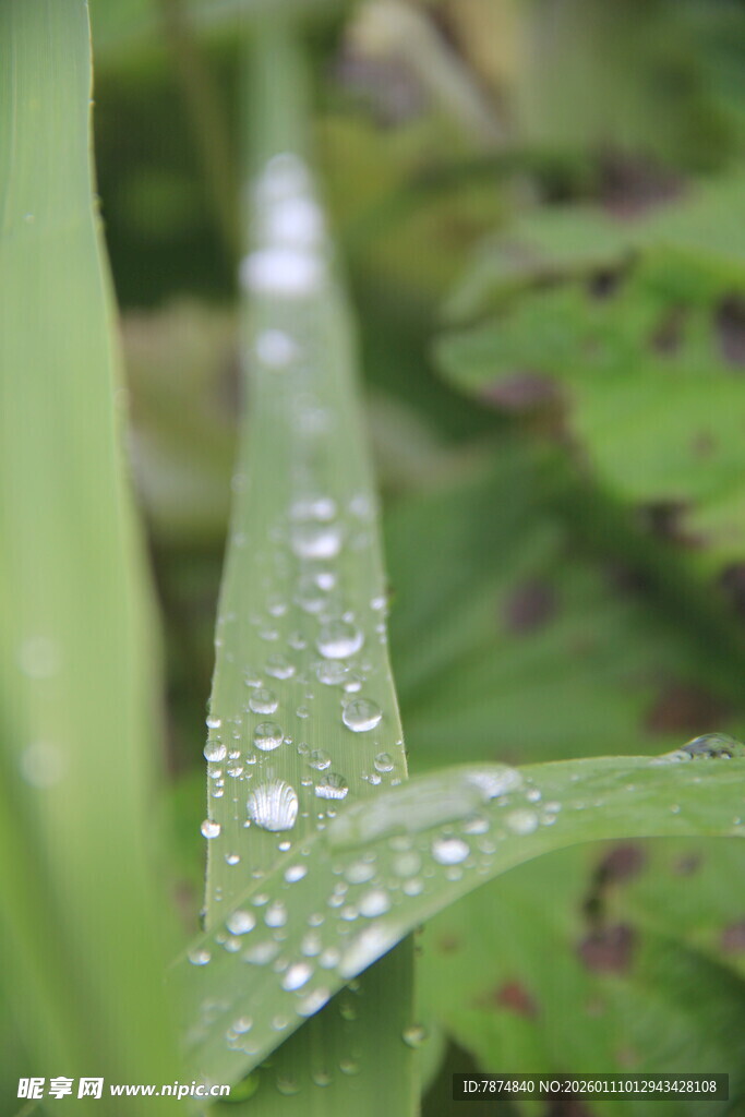 草叶上的晶莹露珠