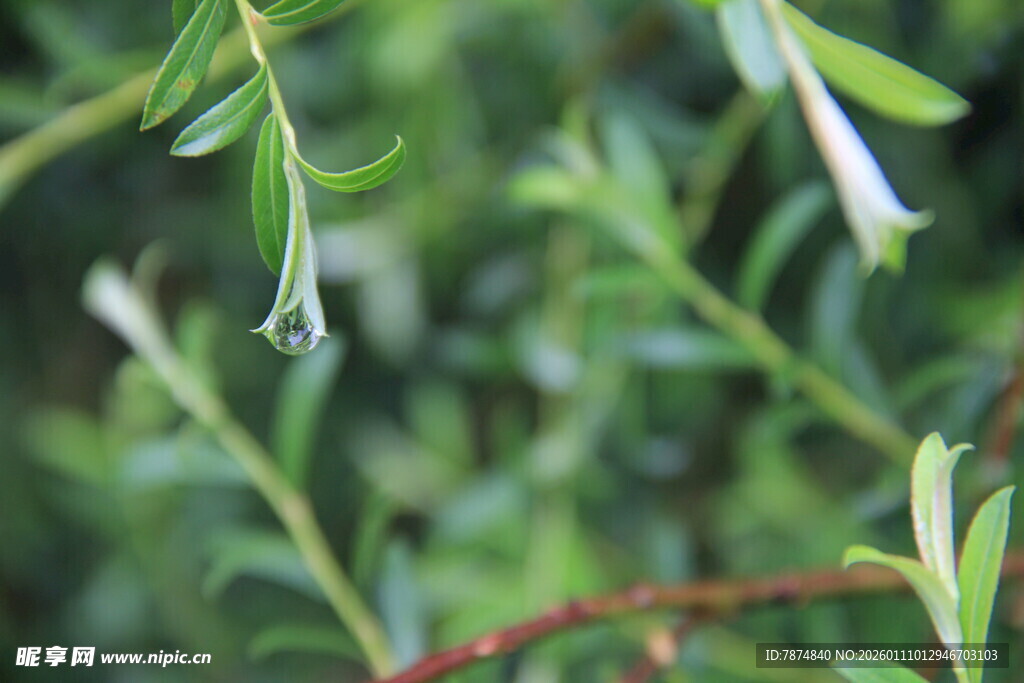 清新绿色植物花朵特写