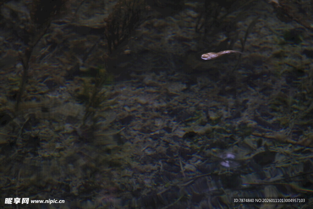 黑暗中的神秘鱼类影像