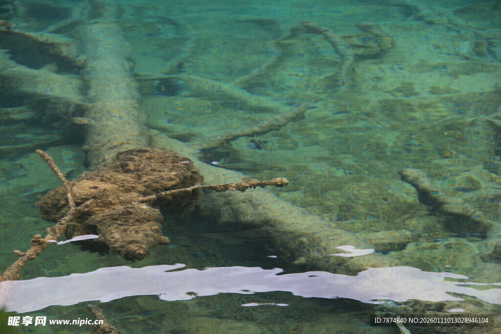 水下枯木与游动小鱼