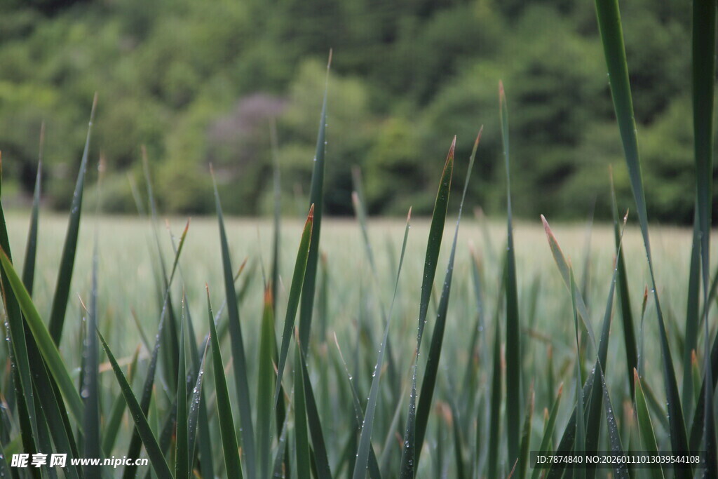 葱郁草地 自然清新景致