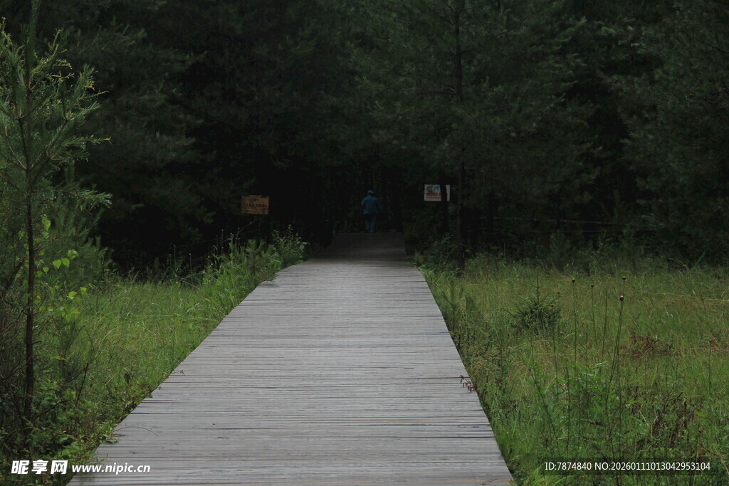 林间木栈道 静谧自然景