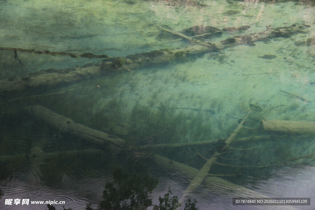 水下枯木与摇曳水草景观