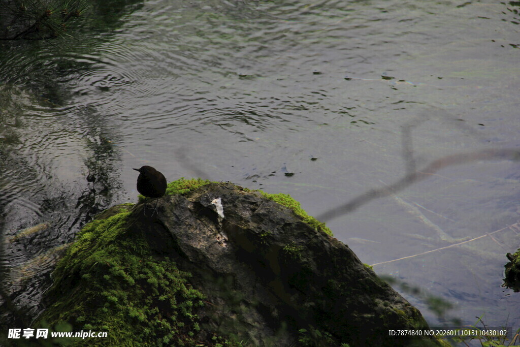 岩石上的鸟儿与水边景致
