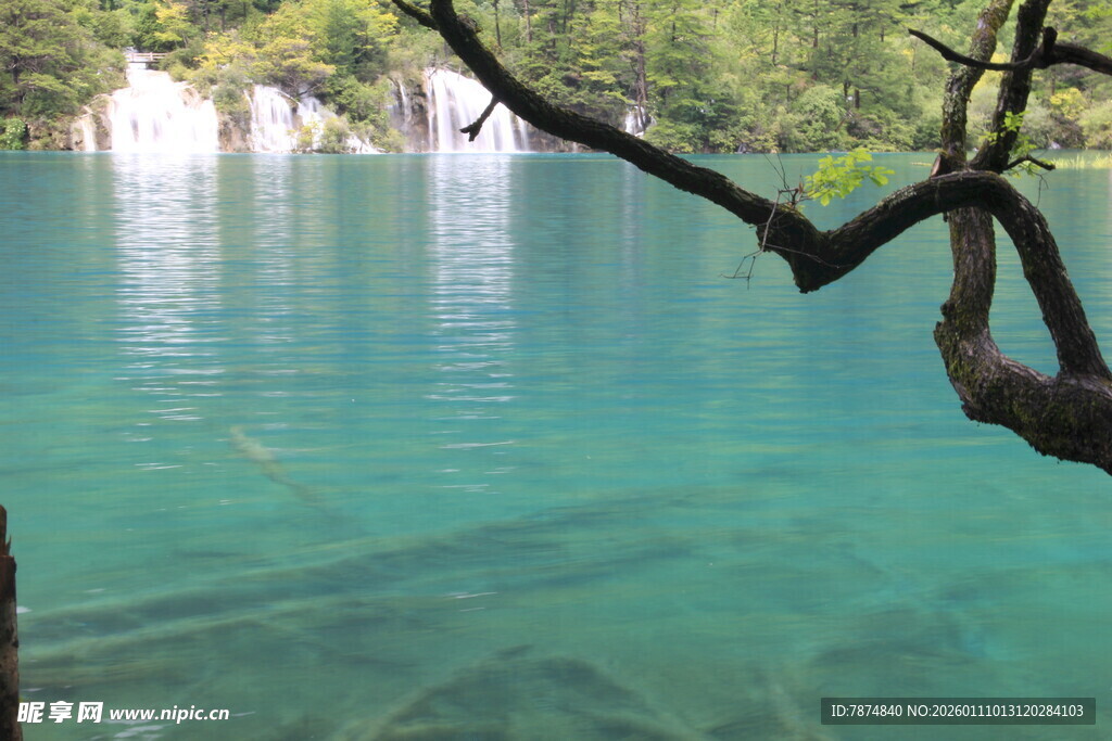 清澈蓝湖与悬垂树枝美景