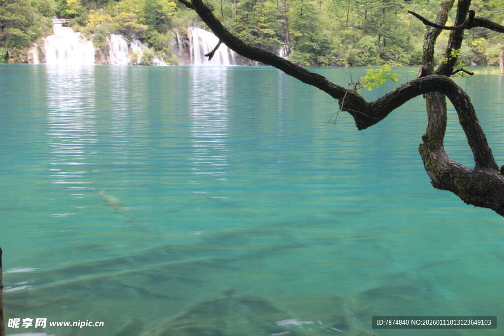 清澈湖水与岸边树枝美景