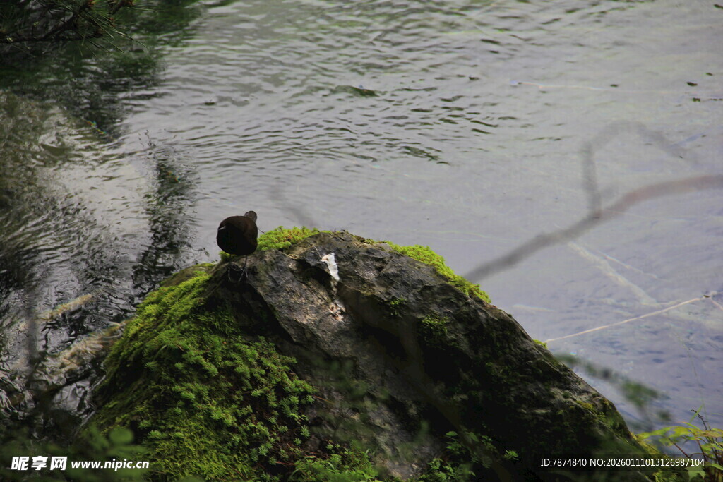 岩石上的动物与水边景致