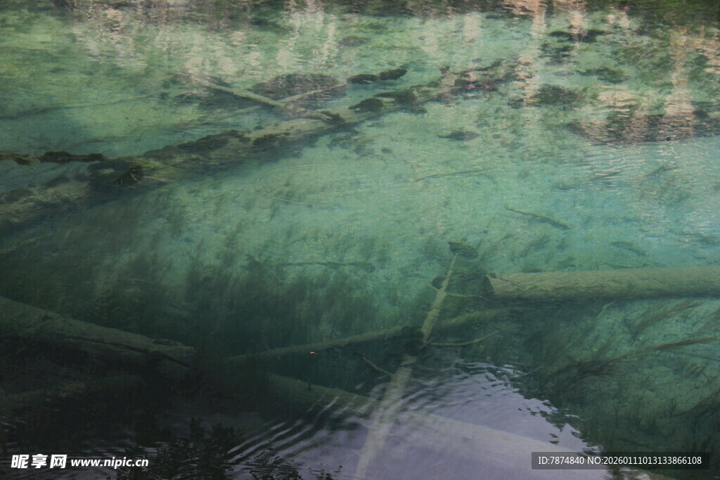 清澈水底的绿色植物景观