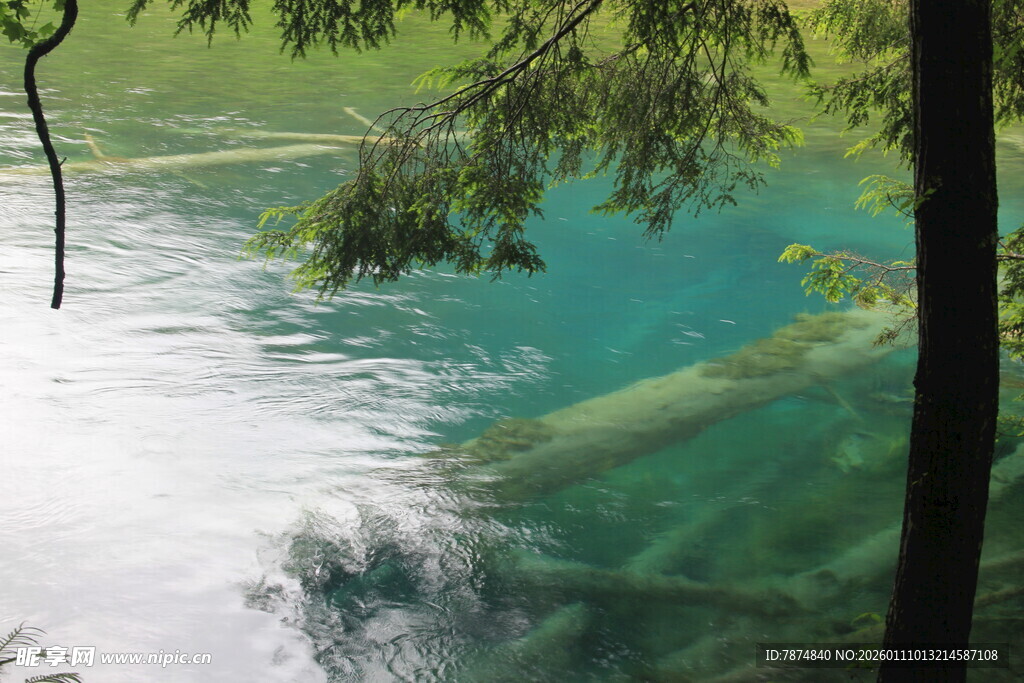 清澈湖底的树木倒影