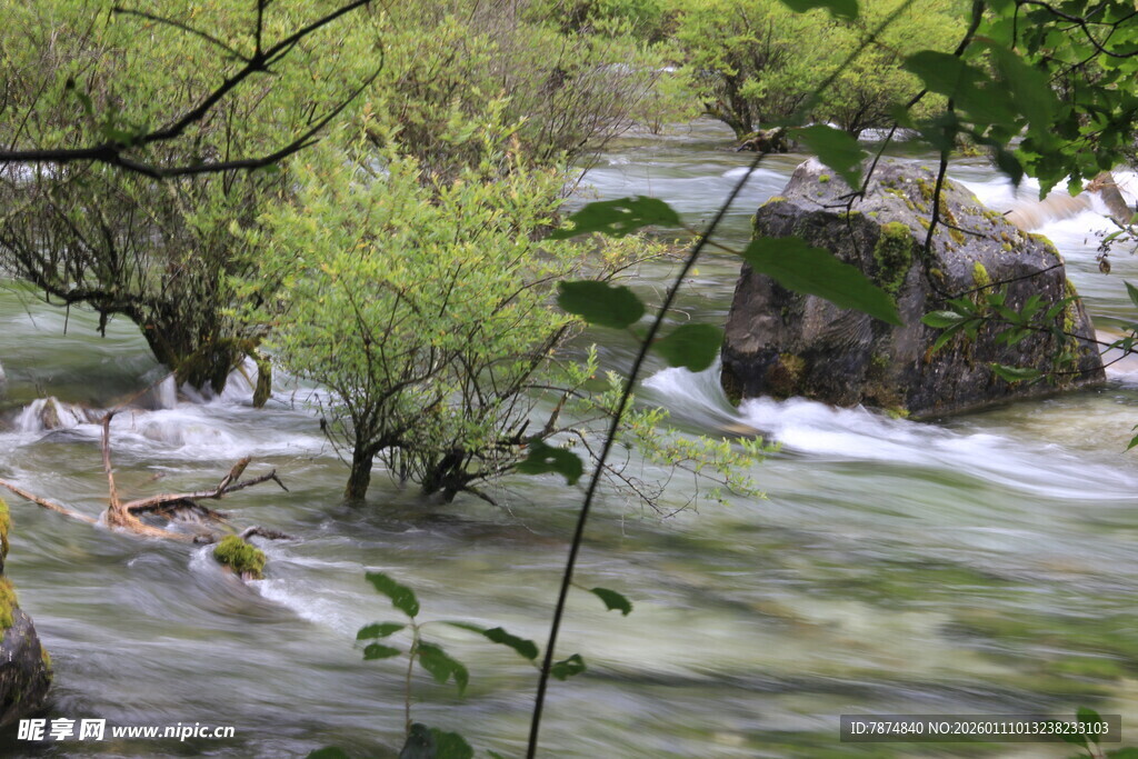 山间溪流旁的葱郁绿植
