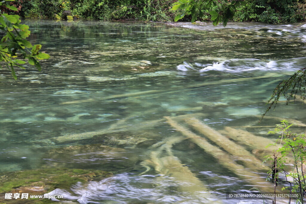 清澈溪水中的枯木景观
