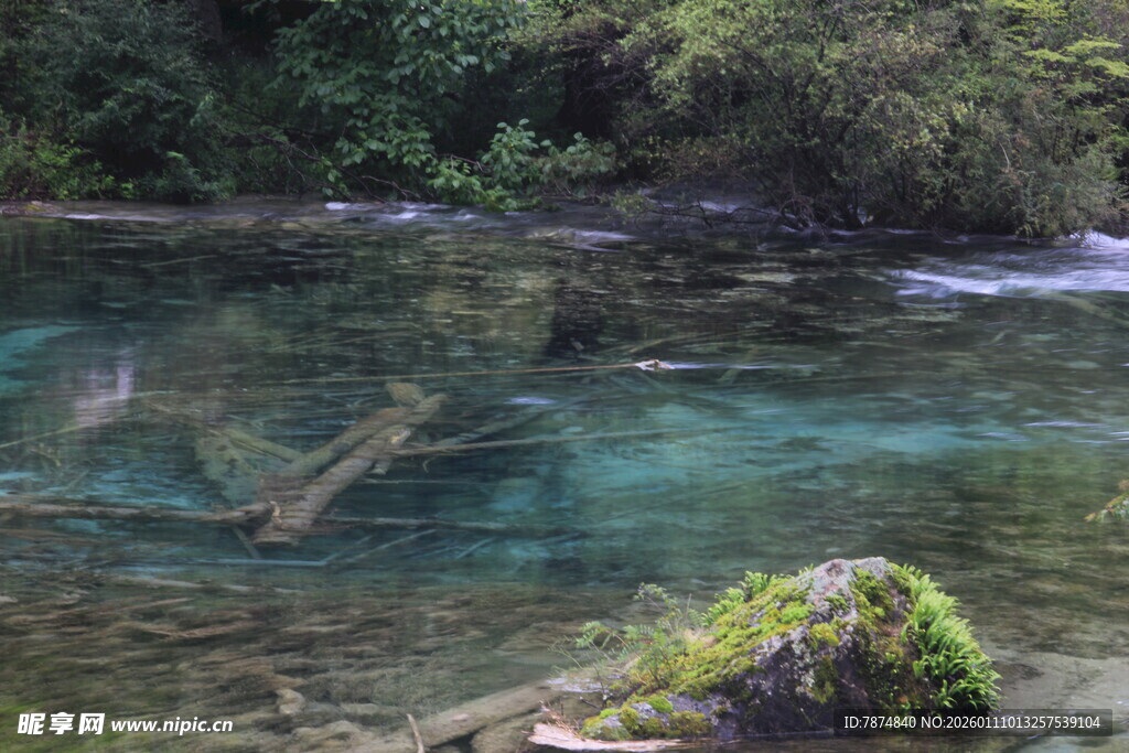 清澈溪涧中的枯木与绿植
