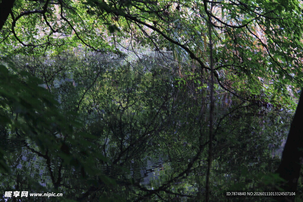 森林中的静谧水面