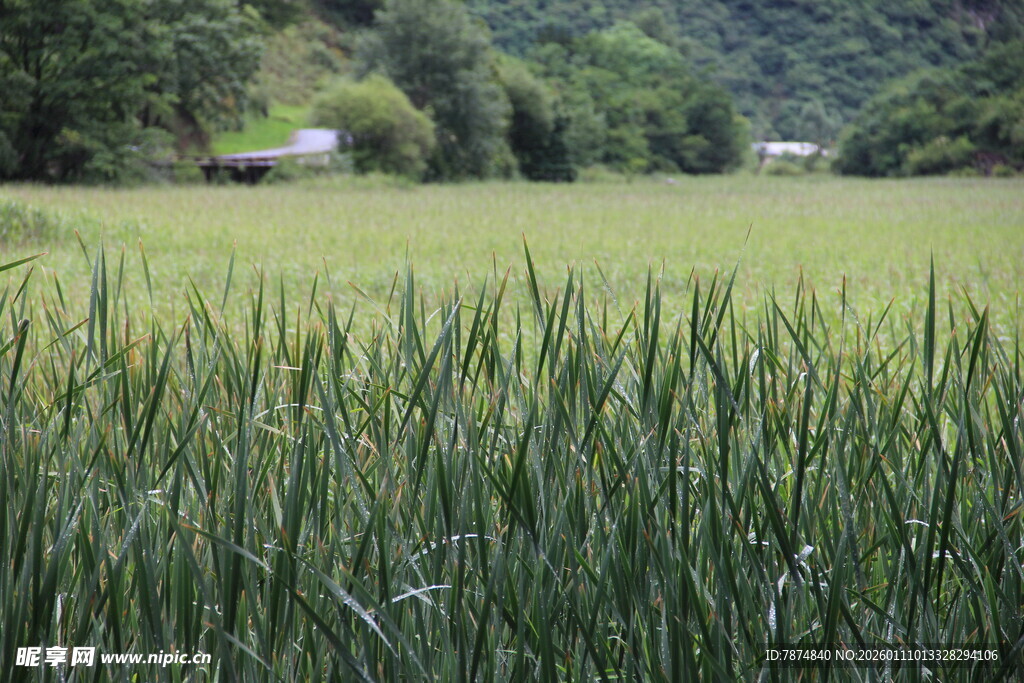 麦田风光 绿意盎然的田野