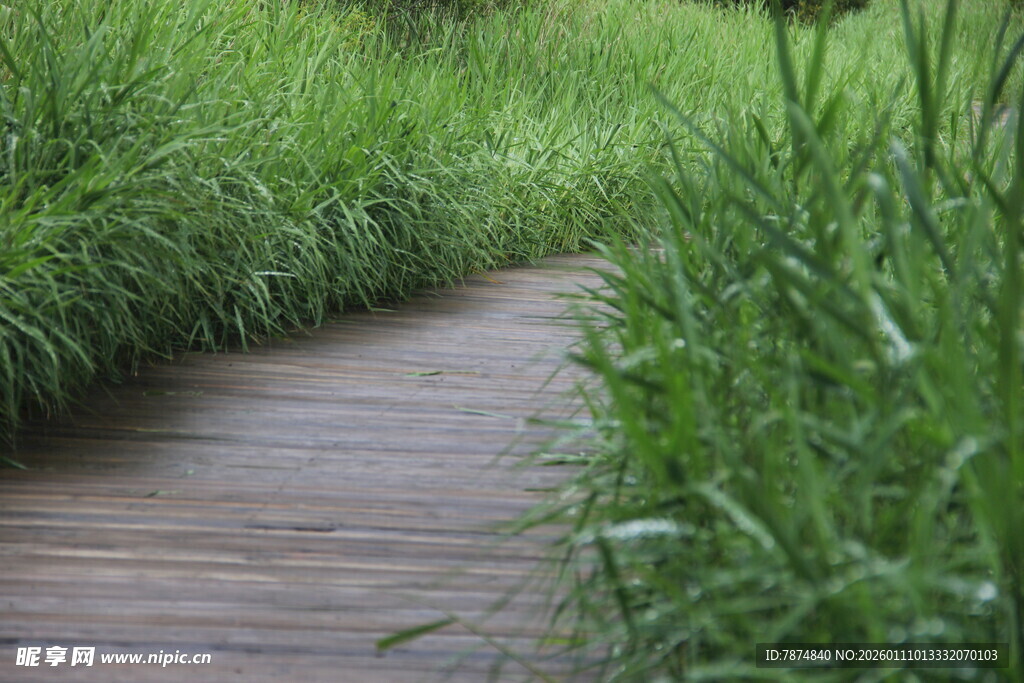 林间木径 绿意盎然