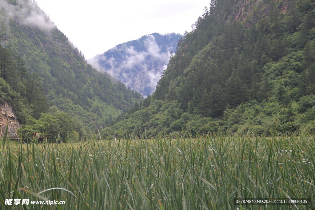 山谷中的葱郁草地