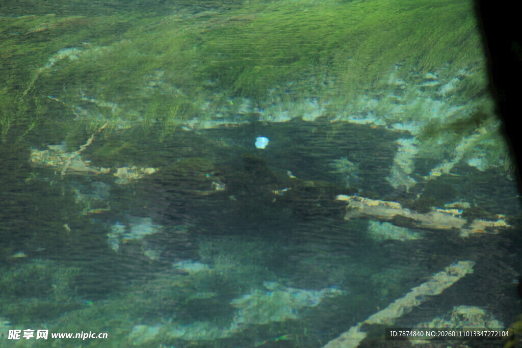 水下植被景观