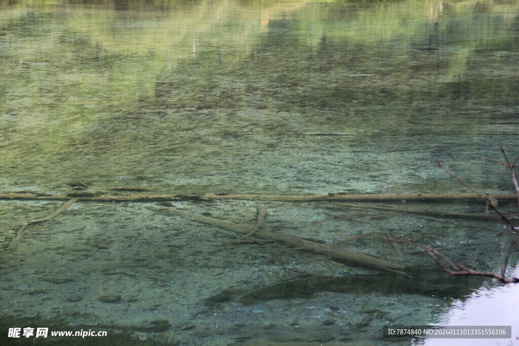 水面倒影中的树枝