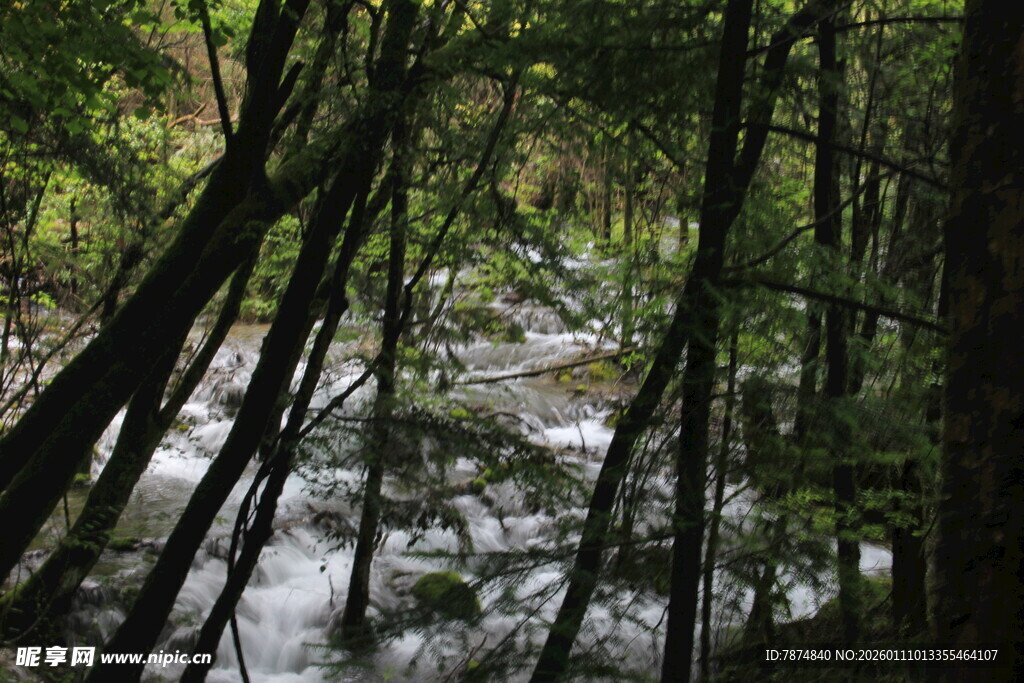 森林中的潺潺溪流