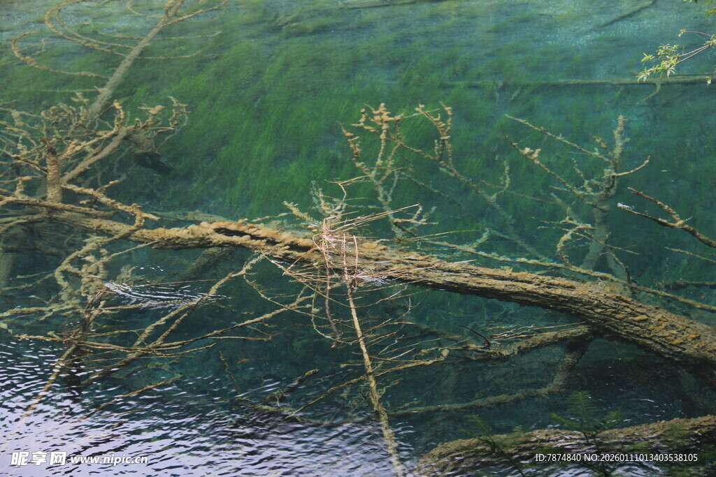 水中枯树枝的自然景象