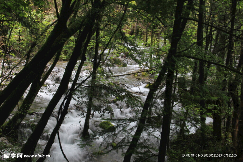 林间溪流 葱郁绿意环绕