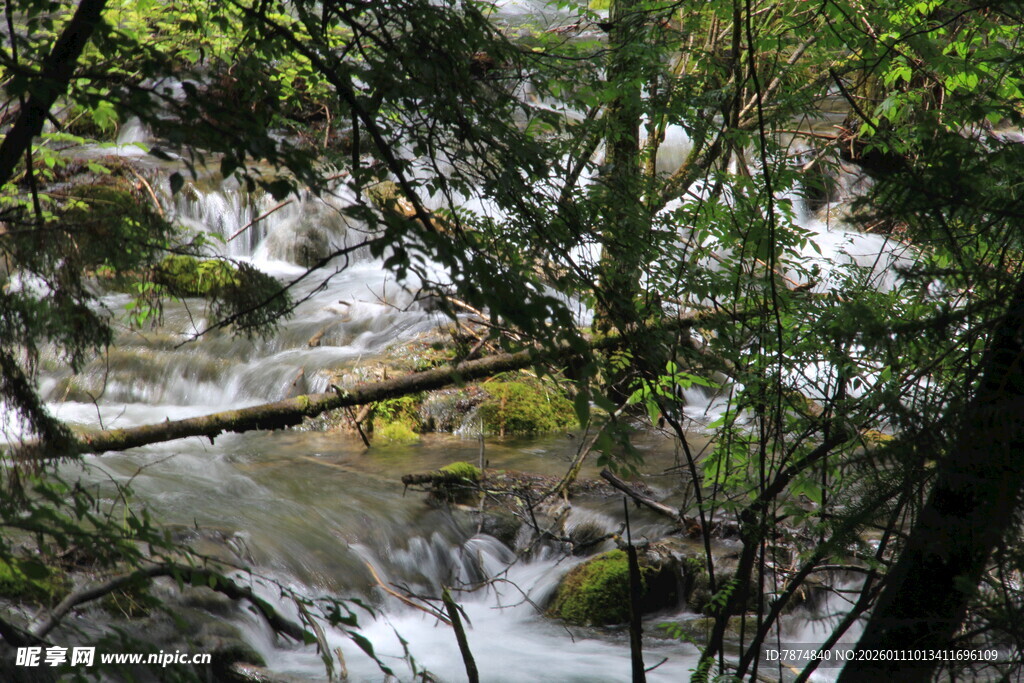 林间溪流 自然清新景致
