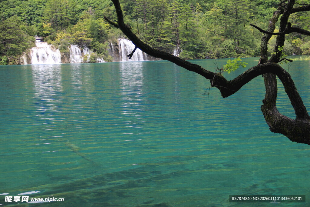 湖畔翠枝映碧水