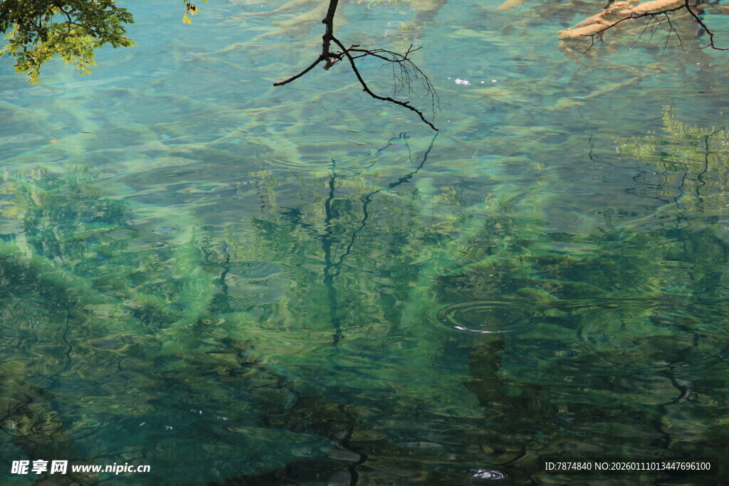 清澈水底的枯木景象