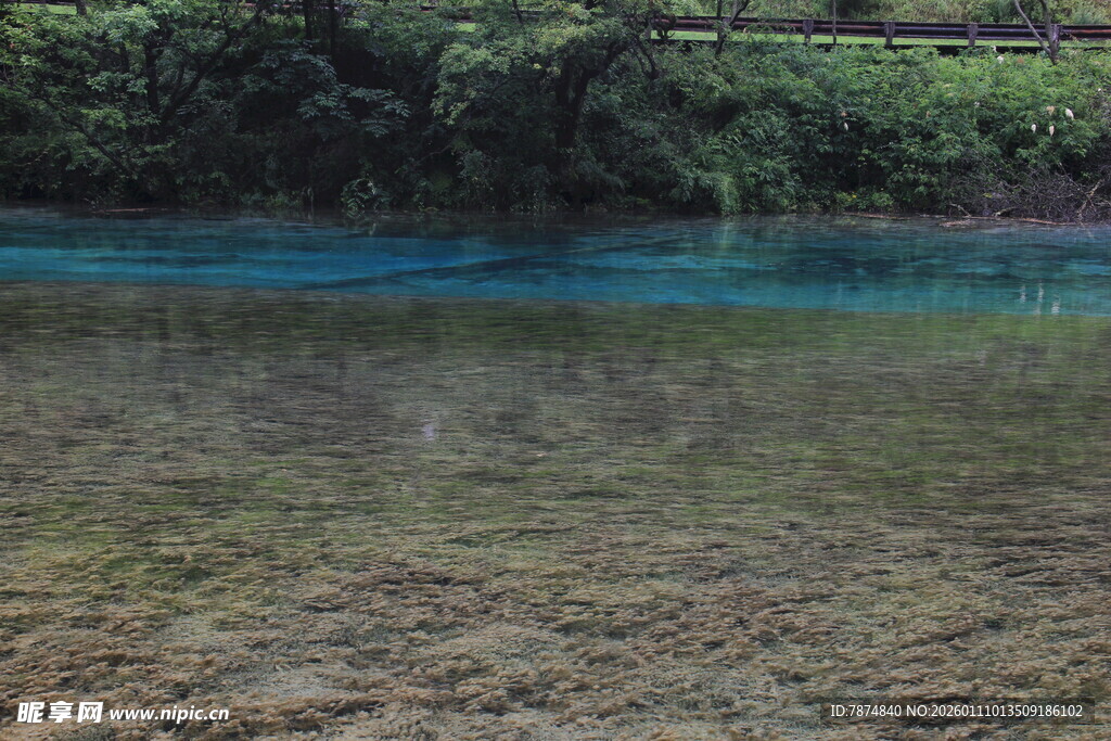 清澈见底的溪边景致