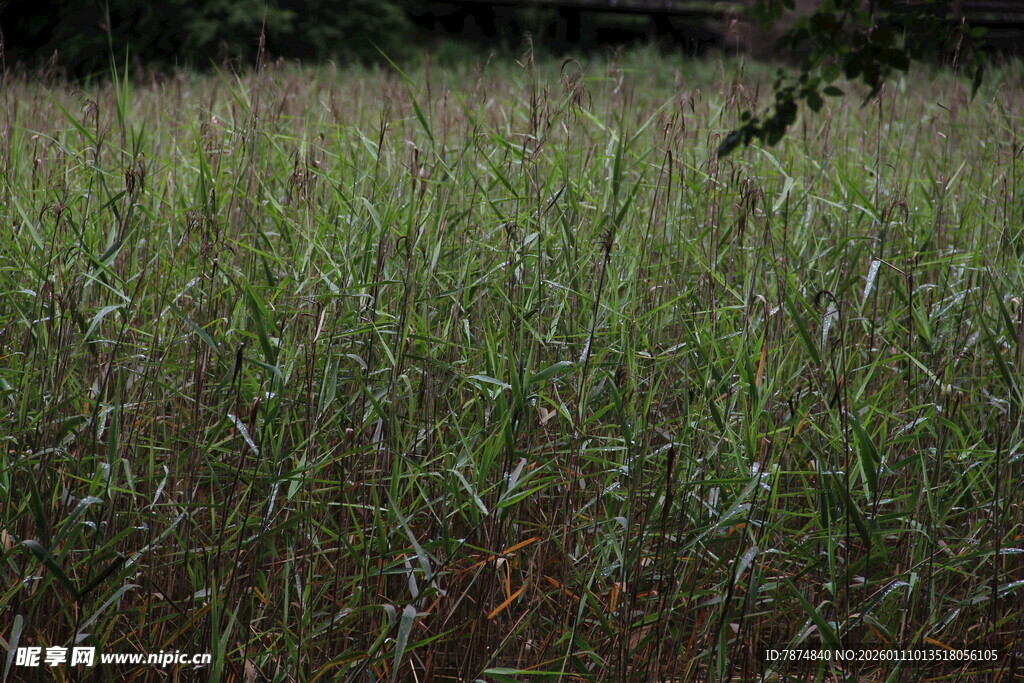 野外茂盛的绿色草地