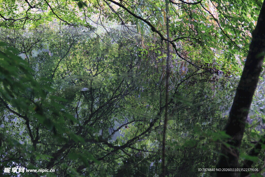 茂密树林中的绿意景致