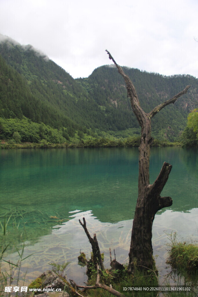 翠绿湖水旁的枯树景观
