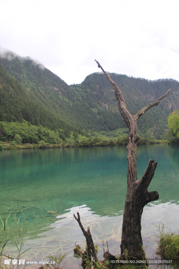 山间碧绿湖水与枯树