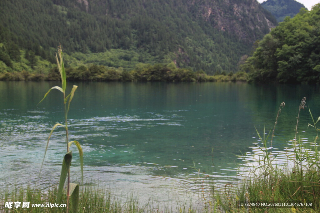 山间碧湖 水草摇曳生姿