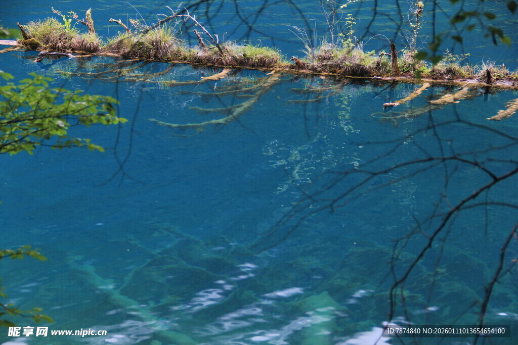 清澈蓝水下的枯木景象
